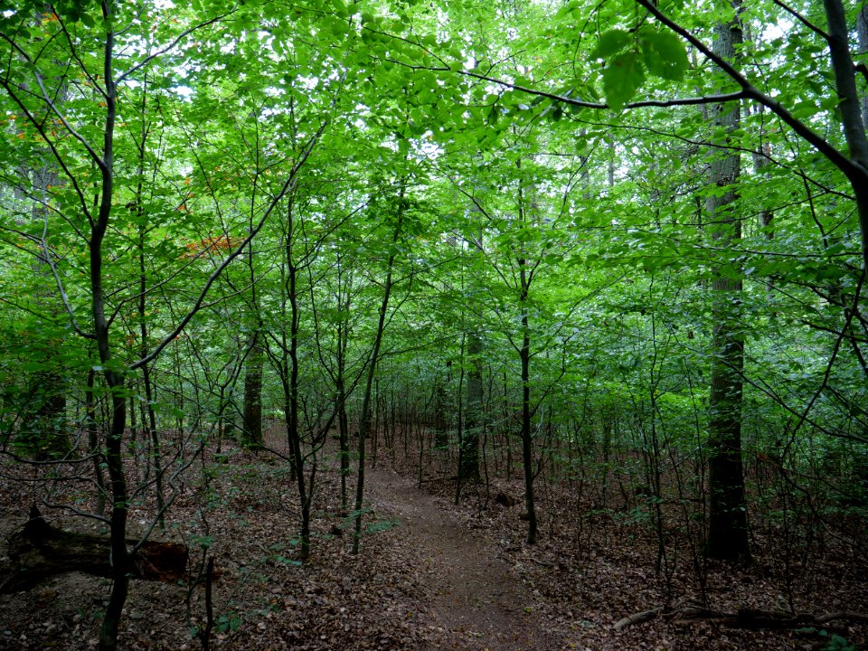 Trail at the Kermeter in September 2019 10