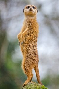 Wildlife mammal africa