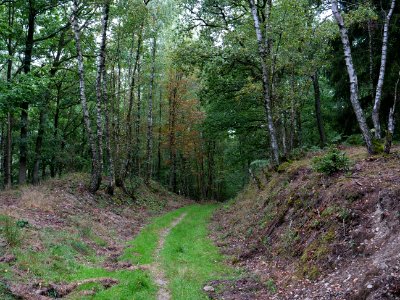 Trail from Dreiborner Hochfläche to Sauermühle 01