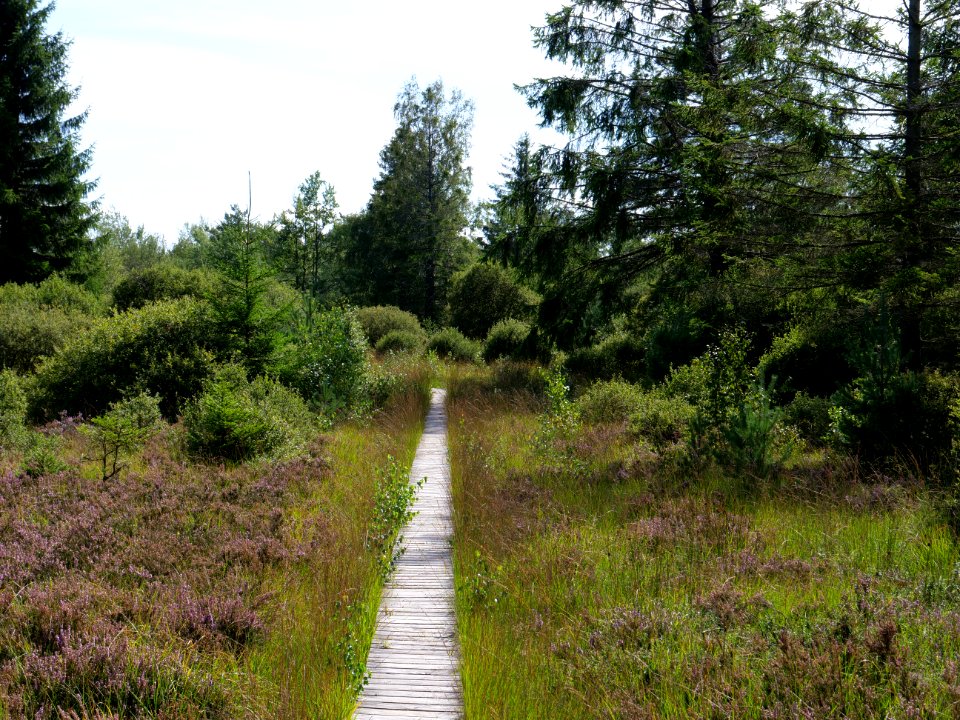 Trail at Imgenbroicher Venn 73