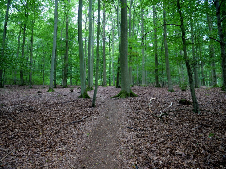 Trail at the Kermeter in September 2019 11