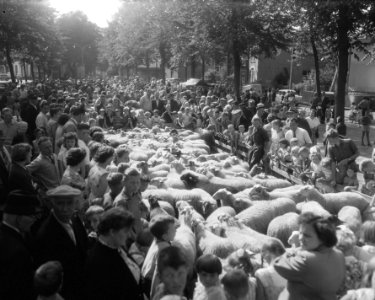 Traditionele schapendag in Ede onder het motto Van schapenwol tot wollenkleed, Bestanddeelnr 909-7865