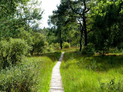 Trail at Imgenbroicher Venn 89