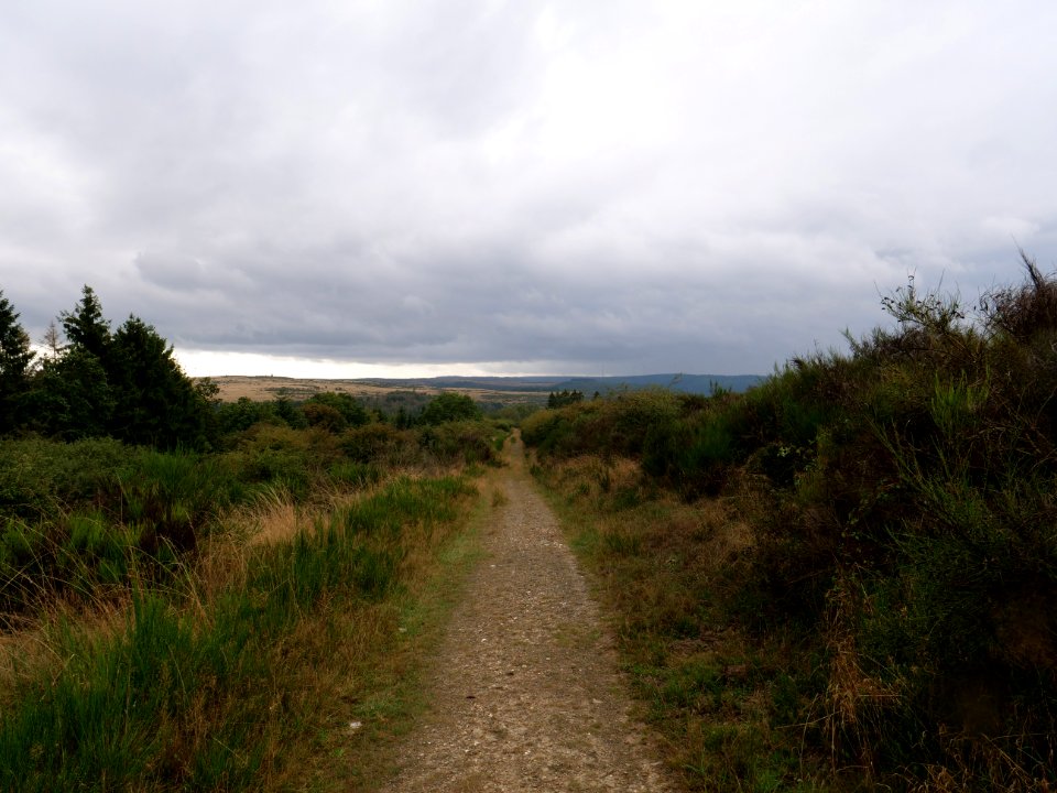 Trail at Dreiborner Hochfläche in September 2019 38