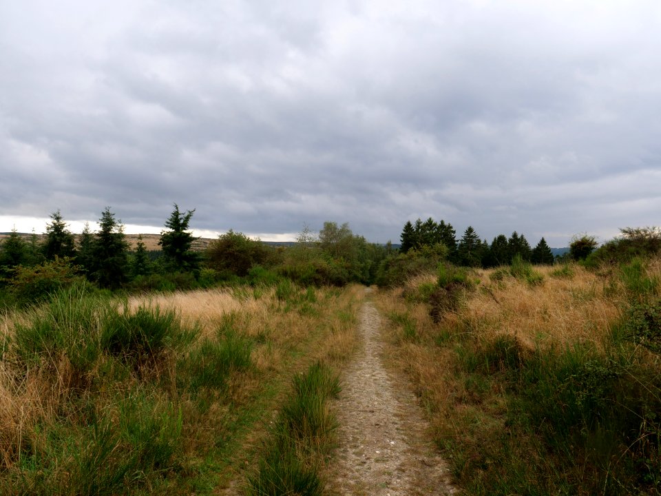 Trail at Dreiborner Hochfläche in September 2019 42