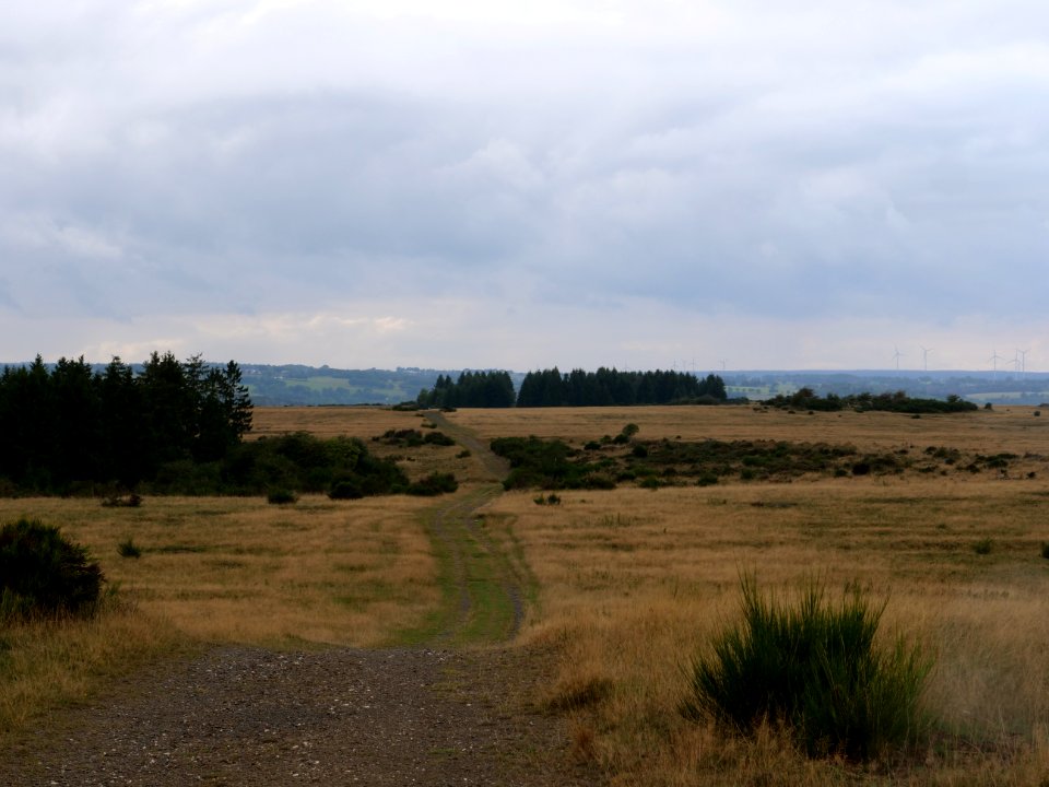 Trail at Dreiborner Hochfläche in September 2019 33