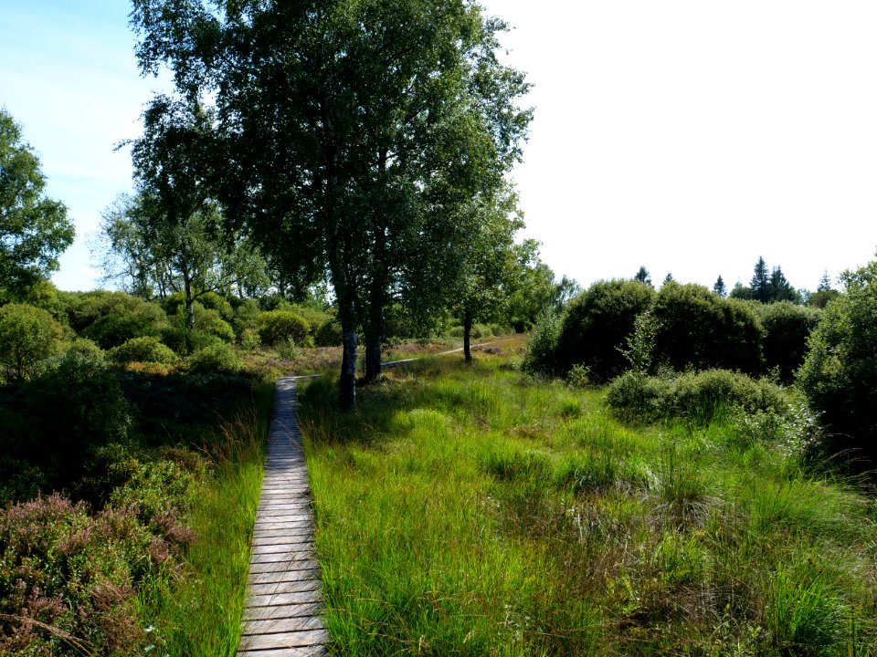 Trail at Imgenbroicher Venn 66