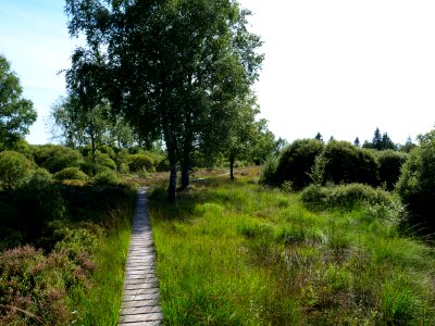 Trail at Imgenbroicher Venn 66