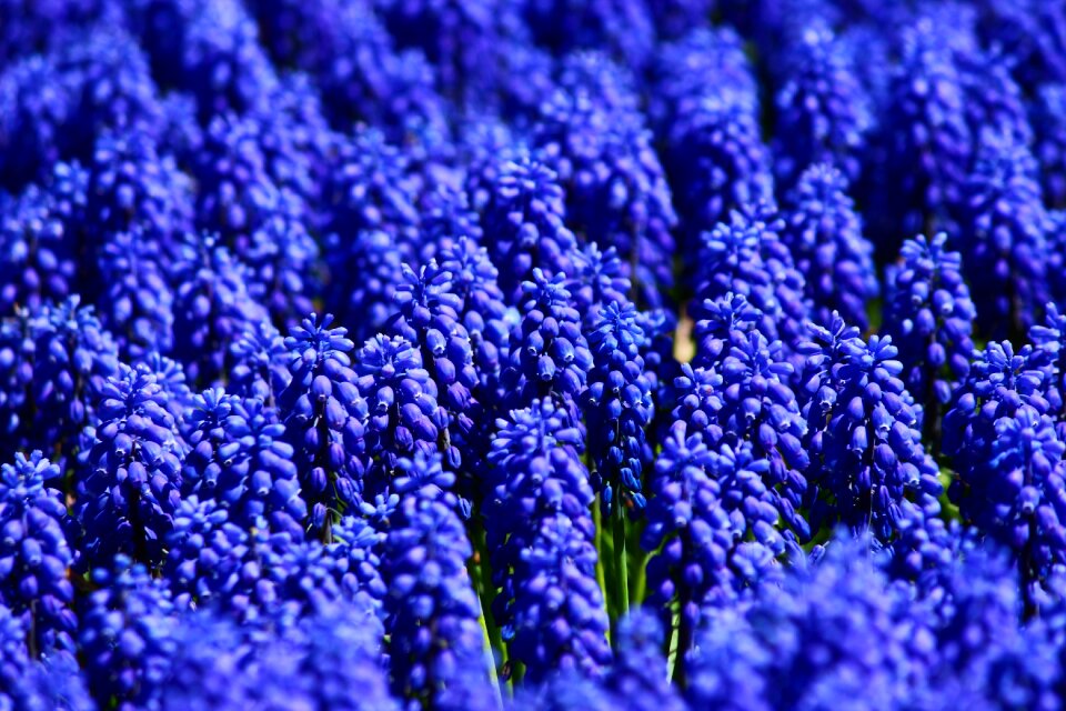 Blue sea bulbous flowers konya