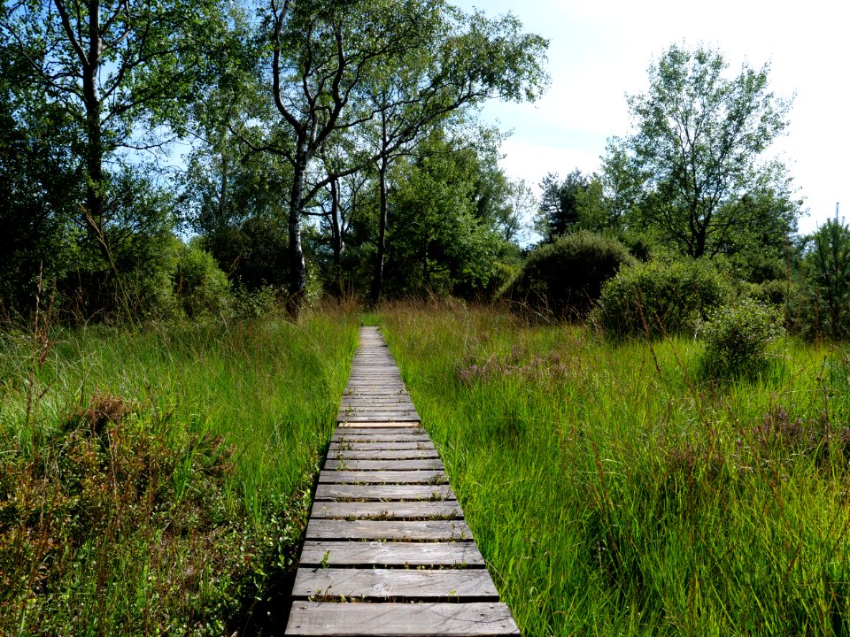 Trail at Imgenbroicher Venn 79