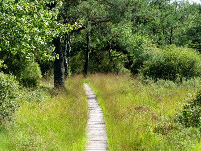 Trail at Imgenbroicher Venn 77