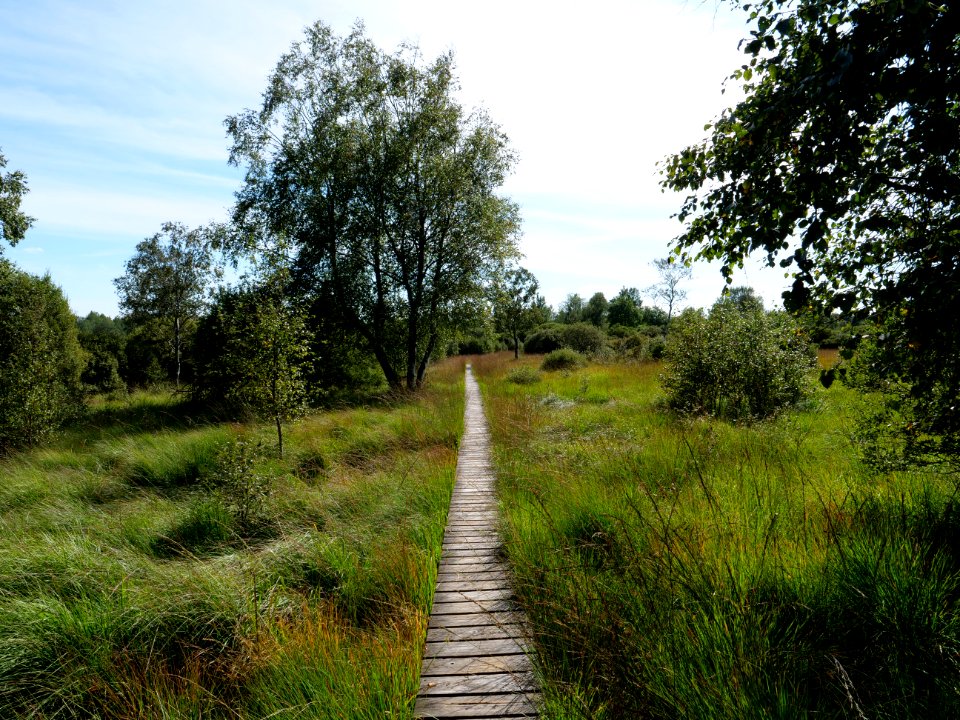 Trail at Imgenbroicher Venn 53
