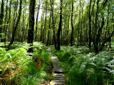 Trail at Imgenbroicher Venn 47