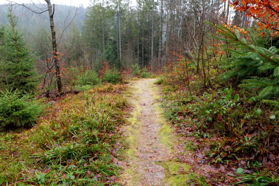 Trail at Schwarzenbachtalsperre dam 2020-03-10
