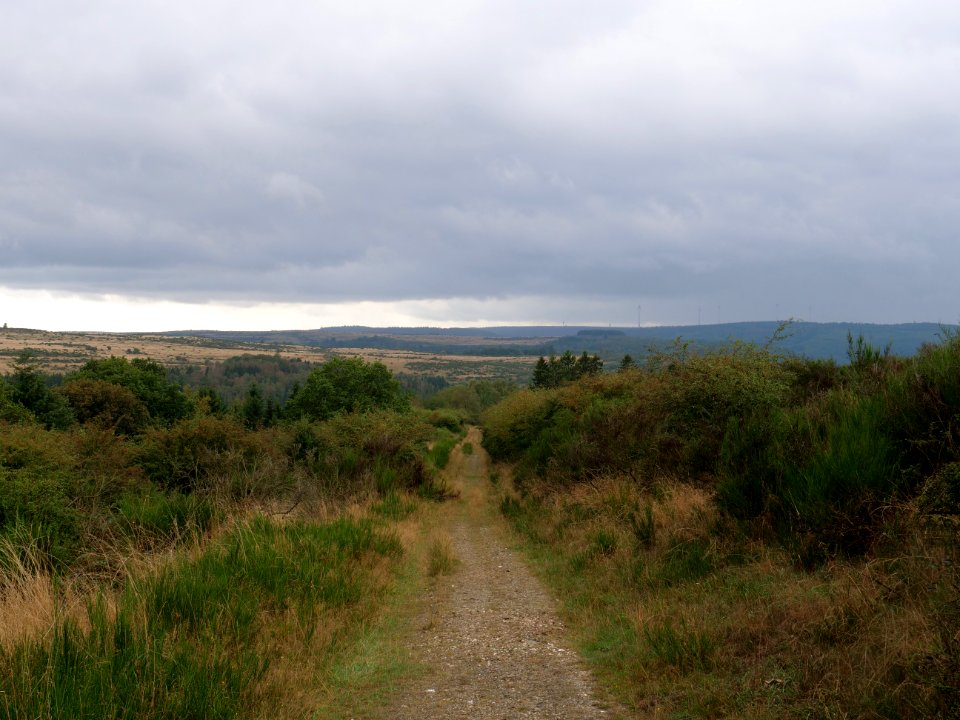 Trail at Dreiborner Hochfläche in September 2019 37