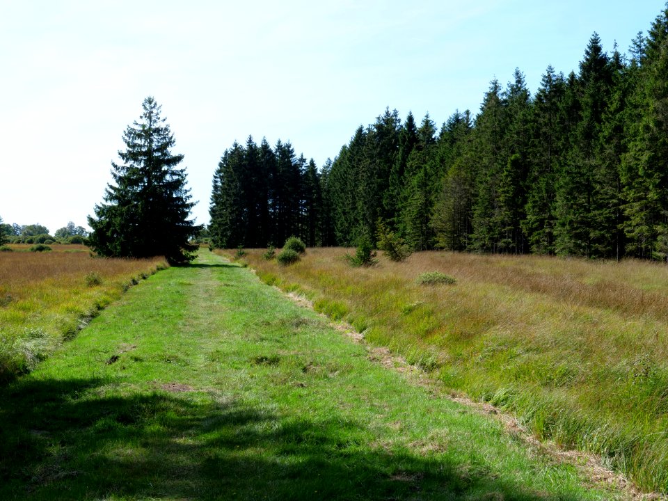 Trail at Imgenbroicher Venn 46