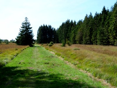 Trail at Imgenbroicher Venn 46