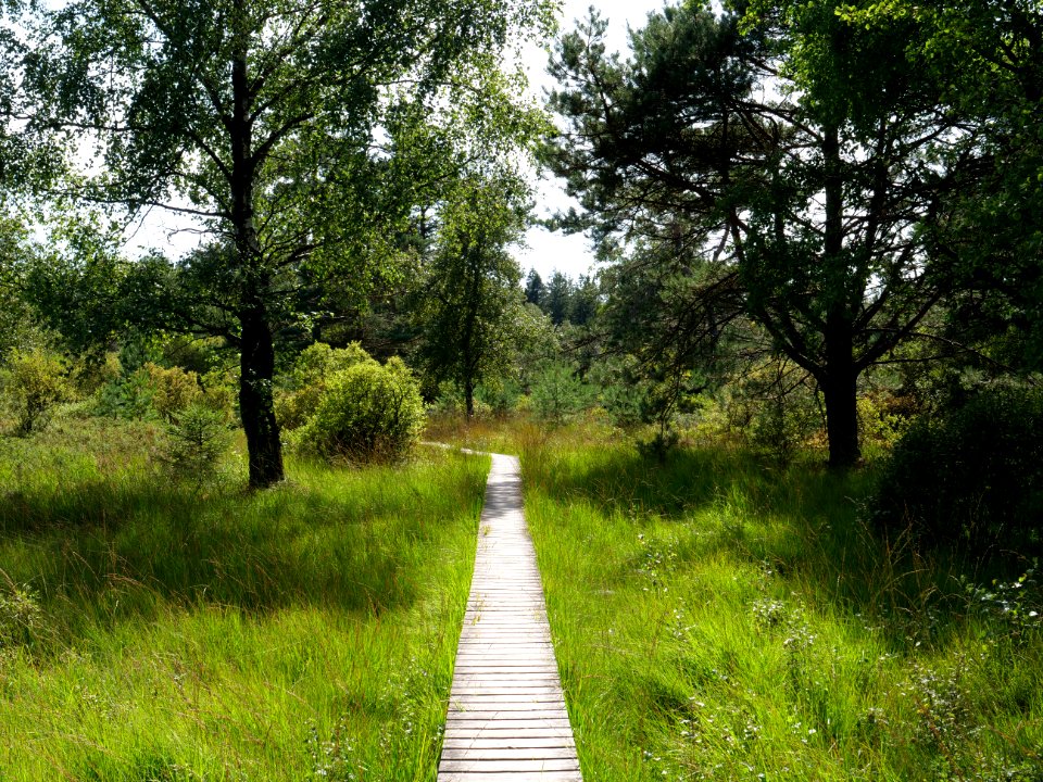 Trail at Imgenbroicher Venn 91