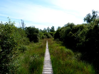 Trail at Imgenbroicher Venn 59