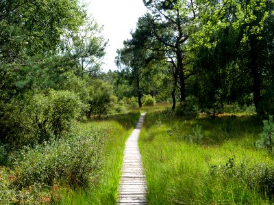 Trail at Imgenbroicher Venn 88