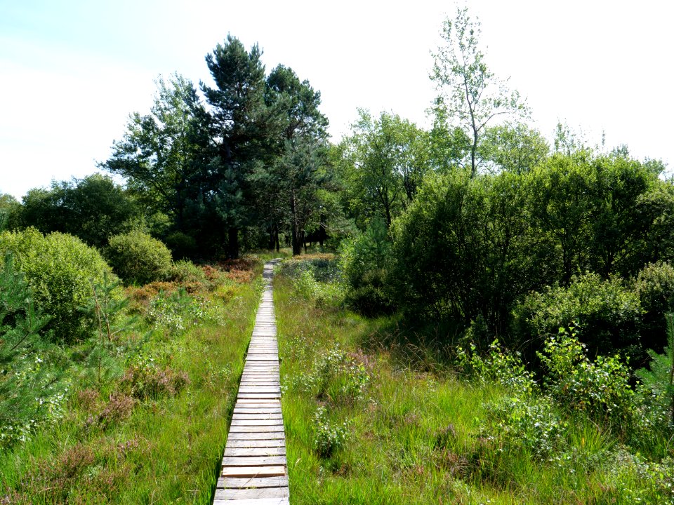 Trail at Imgenbroicher Venn 83