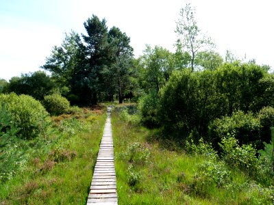 Trail at Imgenbroicher Venn 83