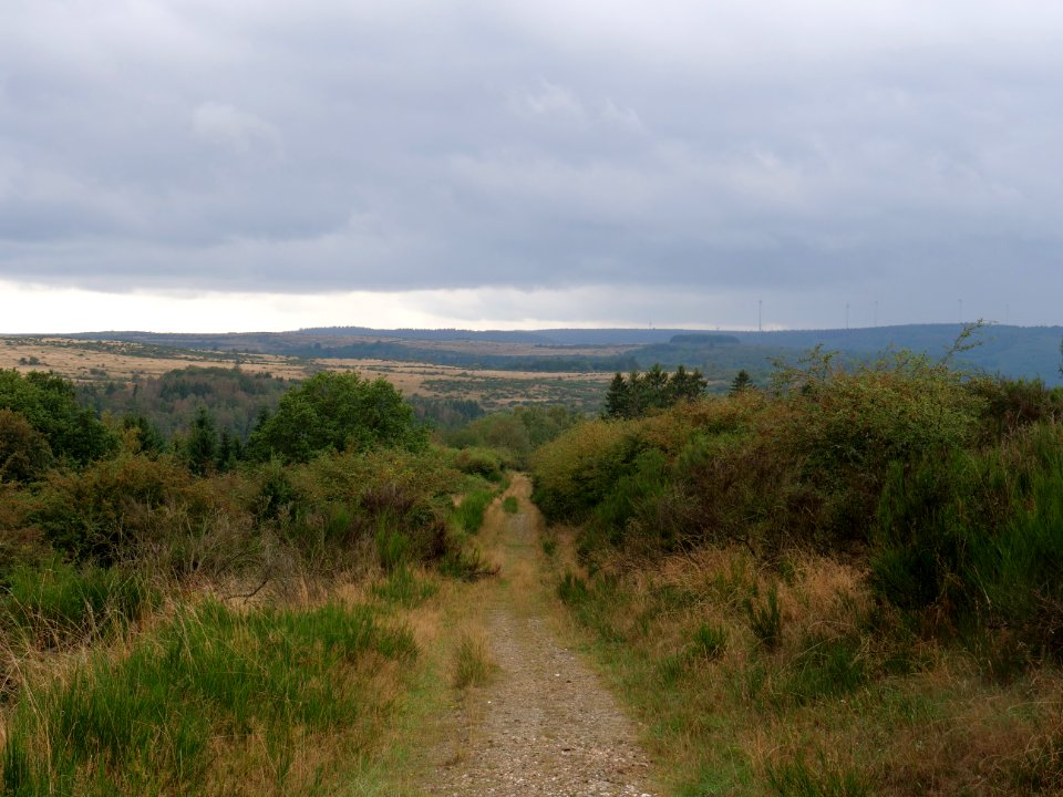Trail at Dreiborner Hochfläche in September 2019 39