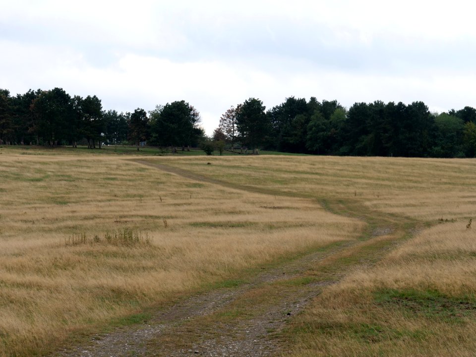 Trail at Dreiborner Hochfläche in September 2019 19
