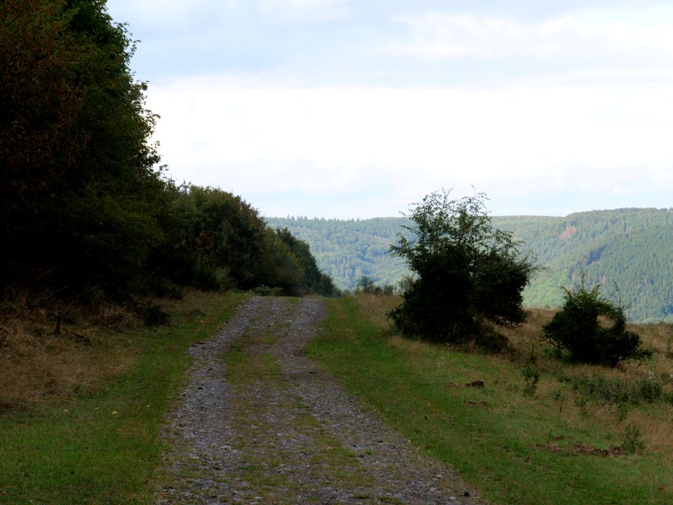 Trail at Dreiborner Hochfläche in September 2019 12