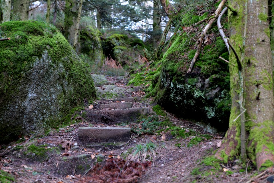 Trail at Eulenstein 2020-03-14 02