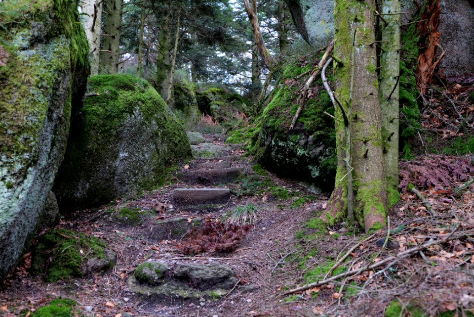 Trail at Eulenstein 2020-03-14 01
