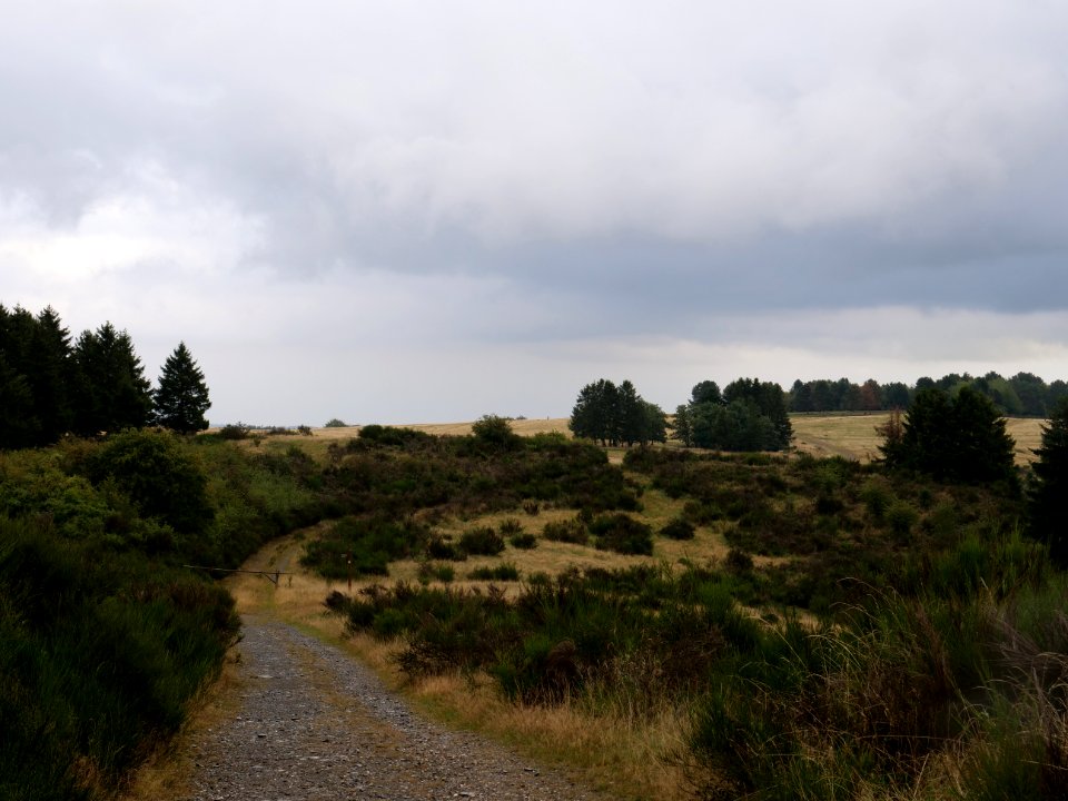 Trail at Dreiborner Hochfläche in September 2019 31