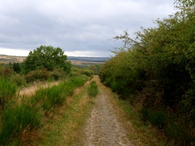 Trail at Dreiborner Hochfläche in September 2019 40