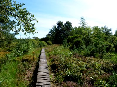 Trail at Imgenbroicher Venn 82