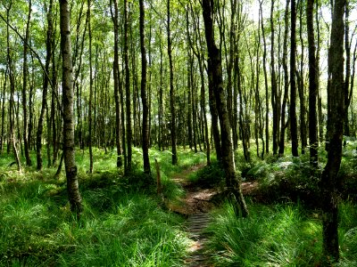 Trail at Imgenbroicher Venn 49