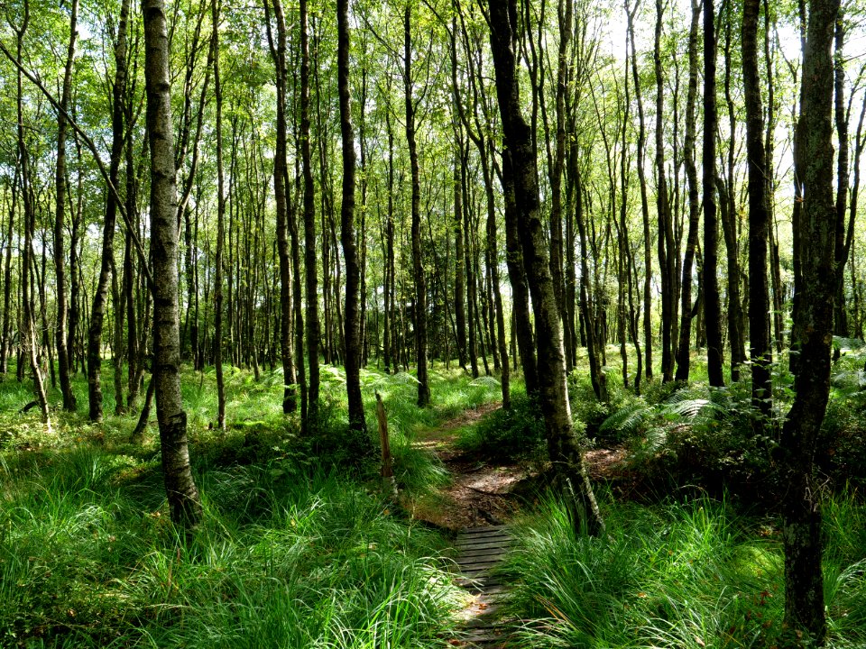 Trail at Imgenbroicher Venn 48