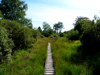 Trail at Imgenbroicher Venn 61