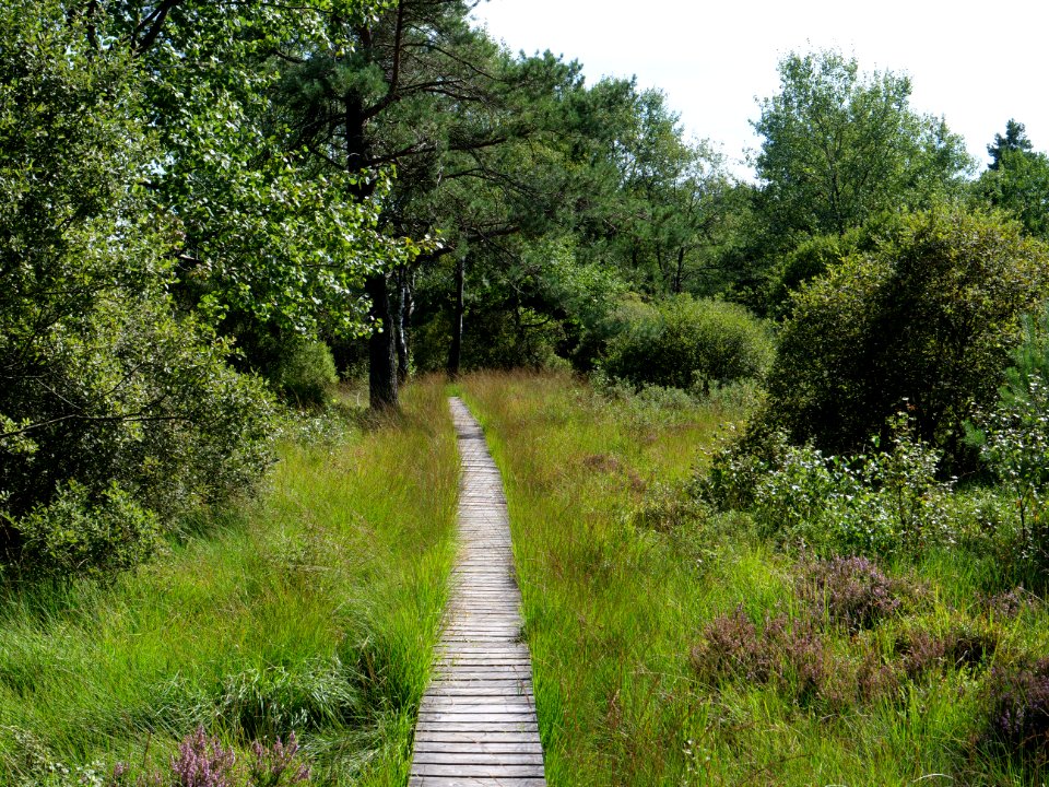 Trail at Imgenbroicher Venn 78