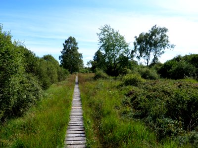 Trail at Imgenbroicher Venn 62