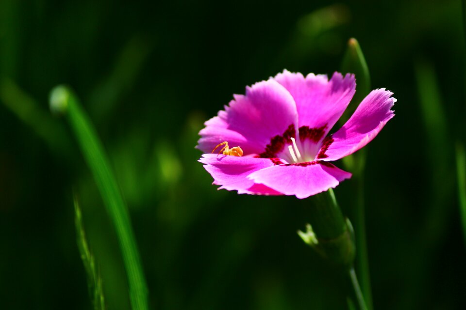 Flower spring konya