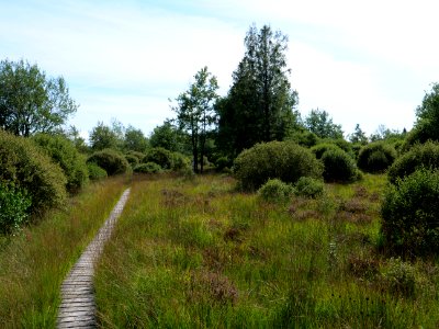 Trail at Imgenbroicher Venn 75