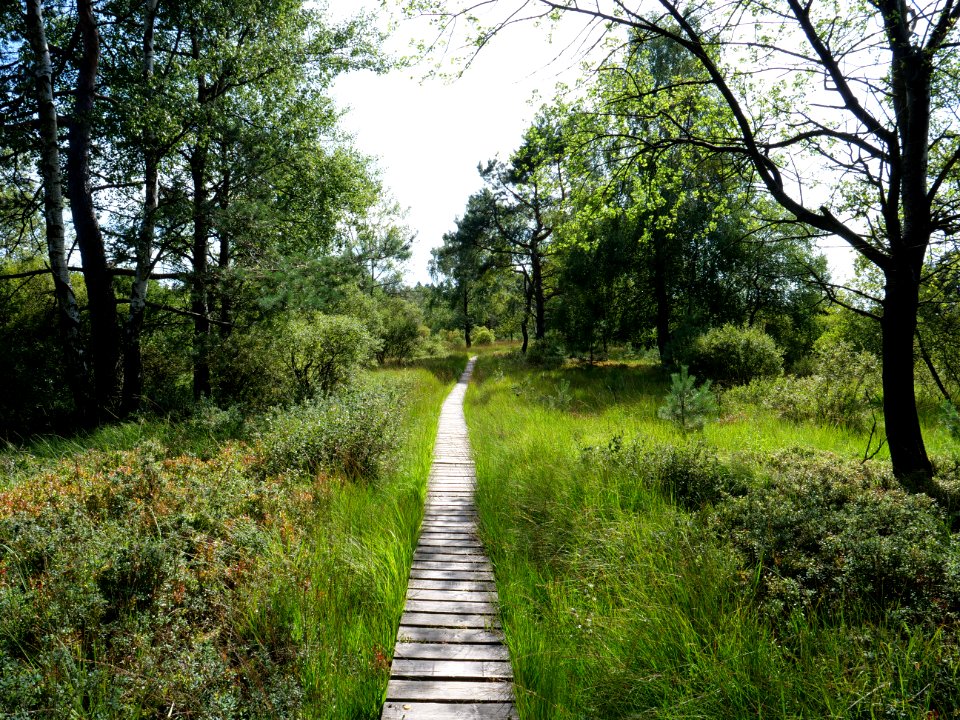 Trail at Imgenbroicher Venn 87