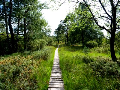 Trail at Imgenbroicher Venn 87