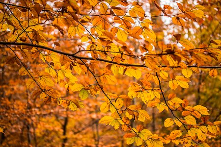 Leaves nature autumn