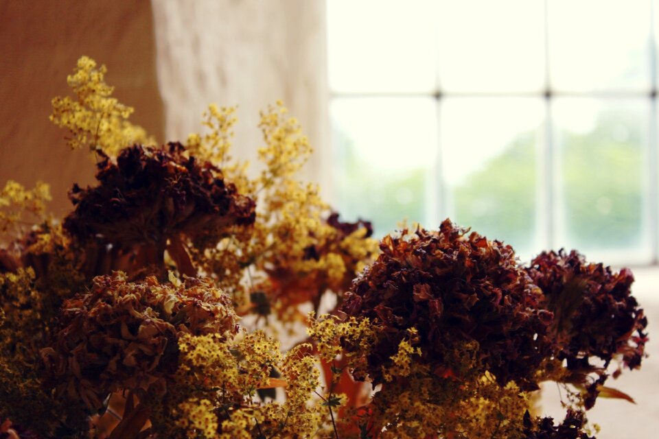 By looking plant stone wall