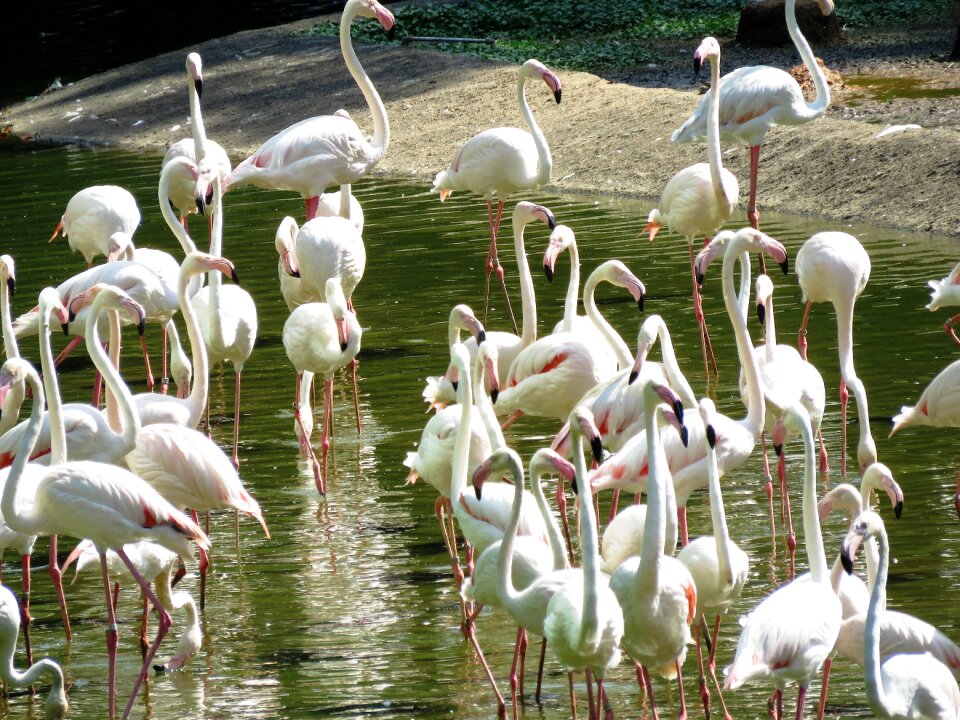 White birds group