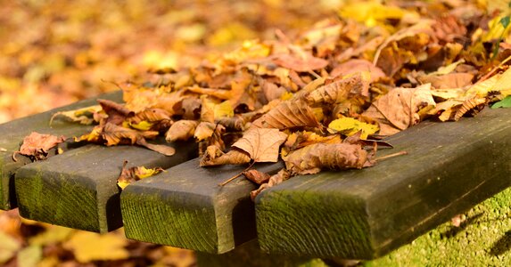 Golden autumn leaves in the autumn fall foliage