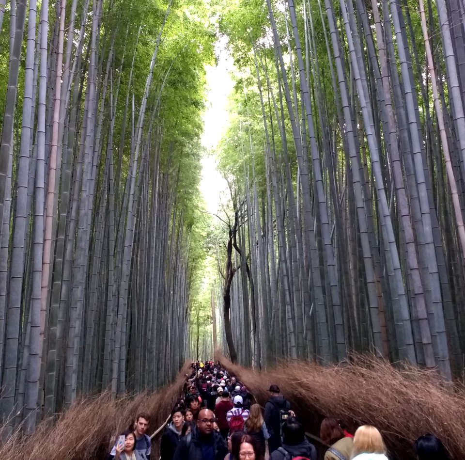 Tourists at the bamboo forest in Kyoto 2