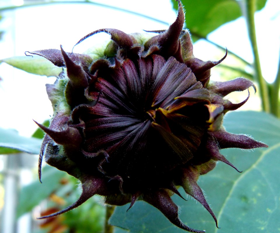Tournesol rouge foncé en bouton