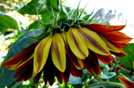 Tournesol rouge et jaune 3
